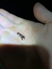 Tenuibranchiurus glypticus