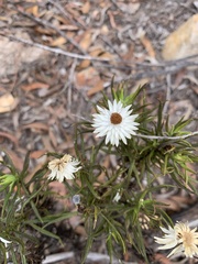 Rhodanthe anthemoides