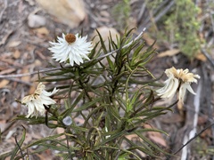 Rhodanthe anthemoides