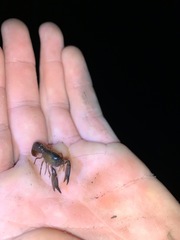 Tenuibranchiurus glypticus