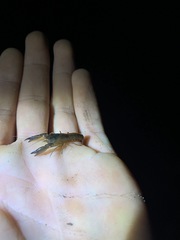 Tenuibranchiurus glypticus