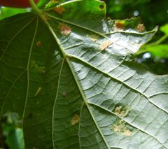 Phytoptus erinotes