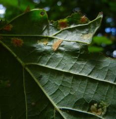 Phytoptus erinotes