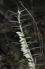 Melichrus urceolatus