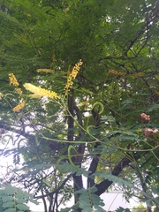 Adenanthera