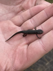 Notophthalmus meridionalis