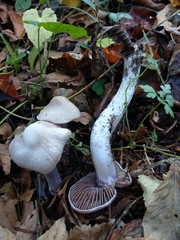 Cortinarius cagei