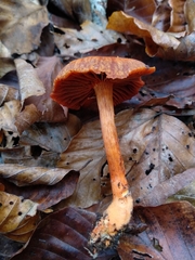 Cortinarius cinnabarinus