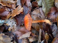 Cortinarius cinnabarinus