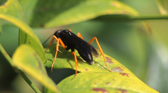 Sphictostethus xanthopus