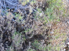 Plantago sempervirens