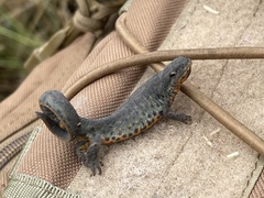 Notophthalmus meridionalis
