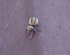 Metaphidippus chera