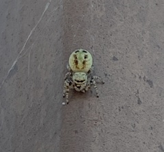 Metaphidippus chera