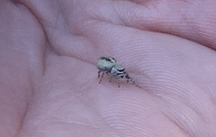 Metaphidippus chera