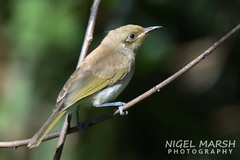 Brown Honeyeater photo 4