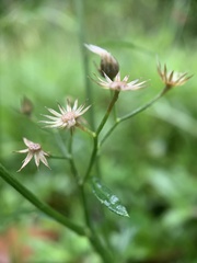 Cyanthillium cinereum