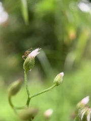 Cyanthillium cinereum