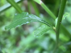 Cyanthillium cinereum