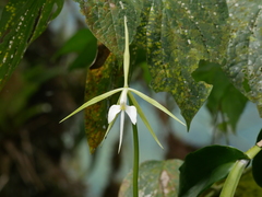 Epidendrum macroophorum