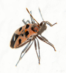 Horvathiolus delicatulus