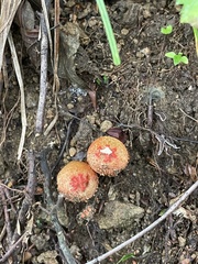 Calostoma japonicum