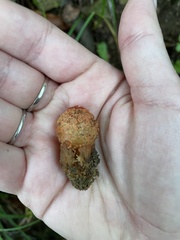 Calostoma japonicum
