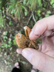 Calostoma japonicum