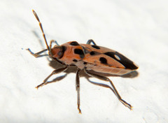 Horvathiolus delicatulus