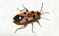 Horvathiolus delicatulus