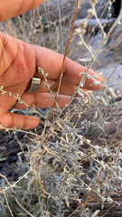 Krascheninnikovia lanata