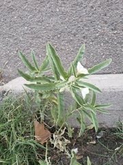 Solanum elaeagnifolium