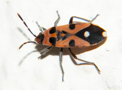 Horvathiolus delicatulus