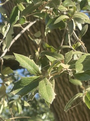 Quercus brandegeei