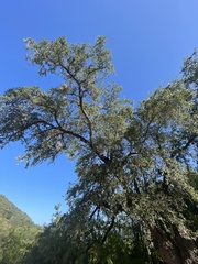 Quercus brandegeei