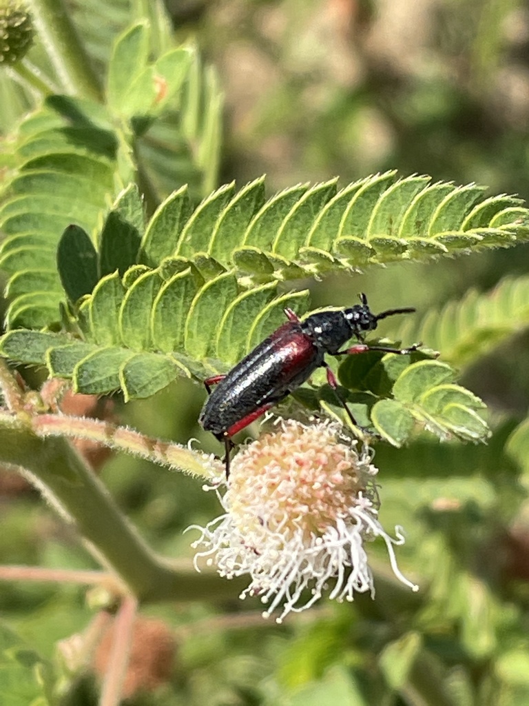 Plionoma basalis