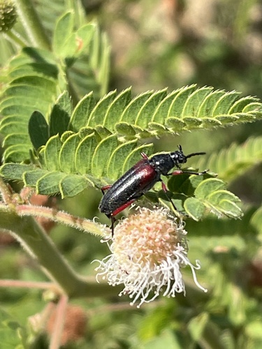 Plionoma basalis