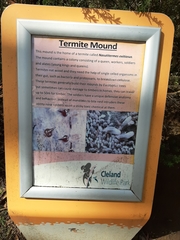 Nasutitermes exitiosus