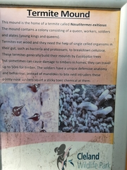 Nasutitermes exitiosus