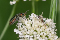 Malachius lusitanicus