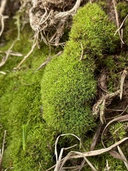 Weissia brachycarpa