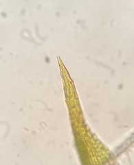 Weissia brachycarpa