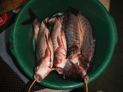 Prochilodus magdalenae