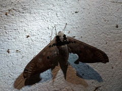 Adhemarius gannascus