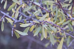 Rhamnus lycioides