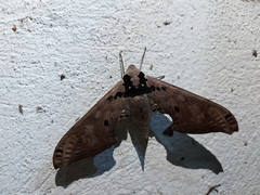 Adhemarius gannascus