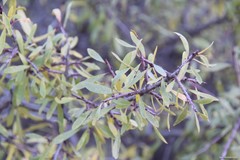 Rhamnus lycioides