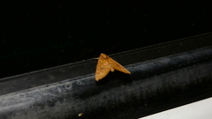 Anomis illita