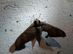 Adhemarius gannascus