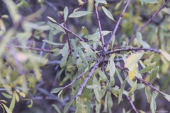 Rhamnus lycioides